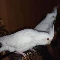 عروس هلندی|پرنده|اهواز, کمپلو شمالی|دیوار