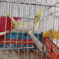 عروس هلندی|پرنده|خورموج, |دیوار