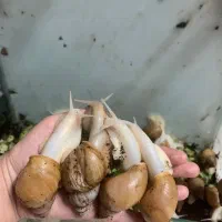 اچاتینا البینو