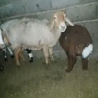 سه تا کاور فروشی|حیوانات مزرعه|گناباد, |دیوار