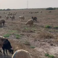 بره گوشتی. نر و ماده