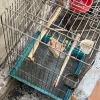 قفس طوطی|لوازم جانبی حیوانات|ری, دیلمان|دیوار