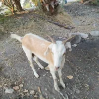 ماده دوقلو زا