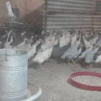 مرغ شاخدار و جوجه شاخدار|حیوانات مزرعه|تهران, اکباتان|دیوار