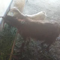 بز بزغاله دار