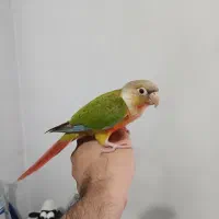 گرینچیک با قفس