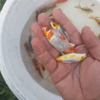 ماهی کوی و قرمز|ماهی|سنگر, |دیوار