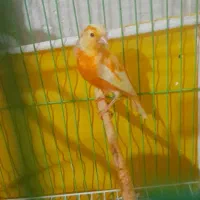 دوعدد جوجه قناری