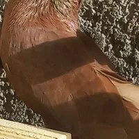 صرب نر کوزوو معاوضه فقط با کله ای