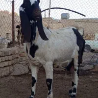 بز پاکستانی