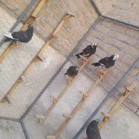 کفترپلنگ.ریش|پرنده|بیرجند, |دیوار