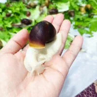 فروش حلزون اچاتینا و البینو و خاویار حلزون|خزنده|ساری, |دیوار