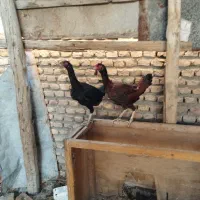 ماکیان لاری تاج مهر