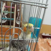 عروس هلندی نر هم میخونه هم چند کلمه حرف میزنه|پرنده|ازنا, |دیوار