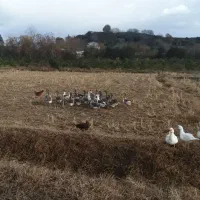 فروش تعدادی غاز ومرغ خروس محلی یکساله