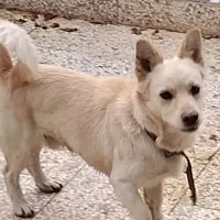 سگ‌پاکوتاه‌خوشگل‌وزرنگ