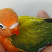 جوجه برزیلی|پرنده|ری, ملکآباد|دیوار