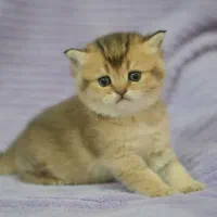 بچه های بریتیش اصیل(چهارباغ بالا)|گربه|اصفهان, باغ زرشک|دیوار