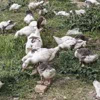 جوجه غاز|حیوانات مزرعه|ساروق, |دیوار