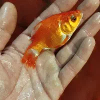 ماهی قرمز،طعمه ماهیگیری