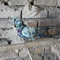 کفتر پرشی|پرنده|ری, شهادت|دیوار