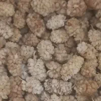 توت خشک(بدون تخم) درجه یک