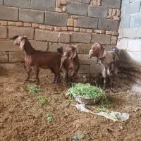 بز و کره (بردسیر)|حیوانات مزرعه|بردسیر, |دیوار