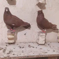 کبوتر|پرنده|فشاپویه, |دیوار