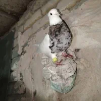 طوقی نر هفرنگ