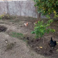 مرغ گلین تخم گذار|حیوانات مزرعه|گتوند, |دیوار