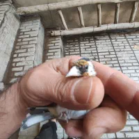 یک دونه سهره نر