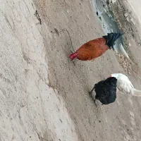 دوعدد مرغ تخم گذار ویک عددخروس گلپایگانی|حیوانات مزرعه|اهواز, گلدشت|دیوار