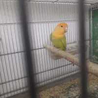 کوتوله ماده سر نارنجی