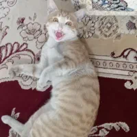 گربه باشناسنامه رایگان