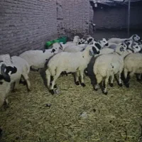بره|حیوانات مزرعه|کرمان, |دیوار