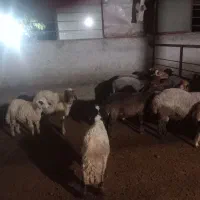 بره نر و گوسفند داشتی|حیوانات مزرعه|نکا, |دیوار