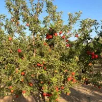 باغشهر ساوالان