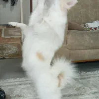 فروش سگ پامر