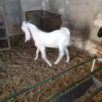 بزغاله نر افغانی