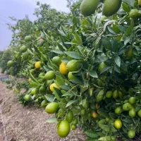 تولیدی نهال مرکبات|گل و گیاه طبیعی|ارطه, |دیوار