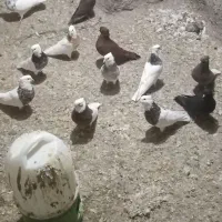 کبوتر طوقی|پرنده|سنقر, |دیوار