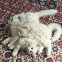 بچه گربه پرشین