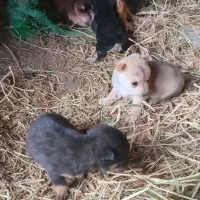 واگذاری سگ پاکوتاه|سگ|آزادشهر, |دیوار