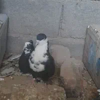 کبوتر سیاه ریشی ماده