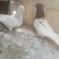 کفتر جفتگاه کله