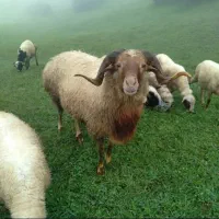 گوسفند زنده سرتاسرکرج|حیوانات مزرعه|مشکین‌دشت, |دیوار