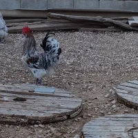 مرغ و خروس پاکر(پاکوتاه)فقط تخم نطفه دار موجود هست|حیوانات مزرعه|چغادک, |دیوار