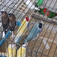 چهار جفت گلدین اماده