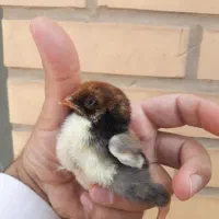 جوجه ویاندوت(مرغ و خروس ندارم)|حیوانات مزرعه|قم, شهرک مهدیه|دیوار