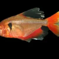 ماهی تترا جواهر